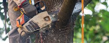 Best Tree Health Inspection  in Gretna, VA