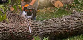 Best Tree Disease Treatment  in Gretna, VA