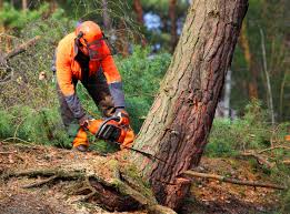 Best Fruit Tree Pruning  in Gretna, VA