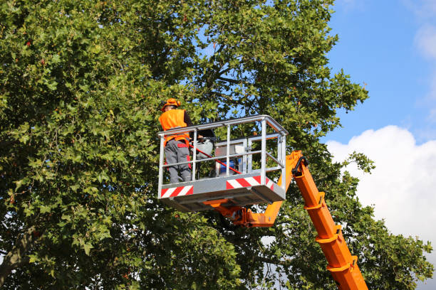 Best Leaf Removal  in Gretna, VA