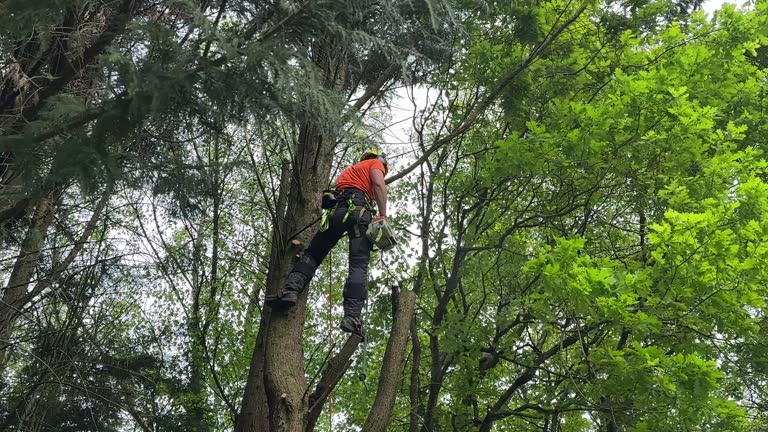 Best Storm Damage Tree Cleanup  in Gretna, VA