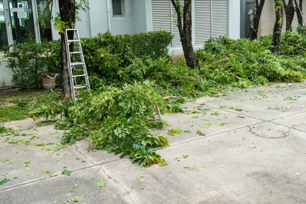 How Our Tree Care Process Works  in  Gretna, VA