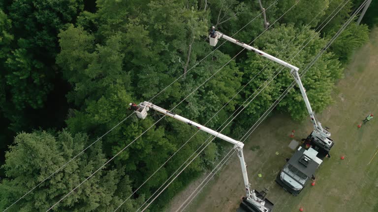 Trusted Gretna, VA Tree Care Services Experts