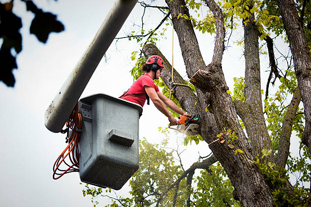 Best Tree Mulching  in Gretna, VA