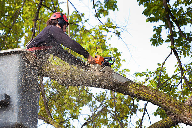 Best Tree Removal  in Gretna, VA